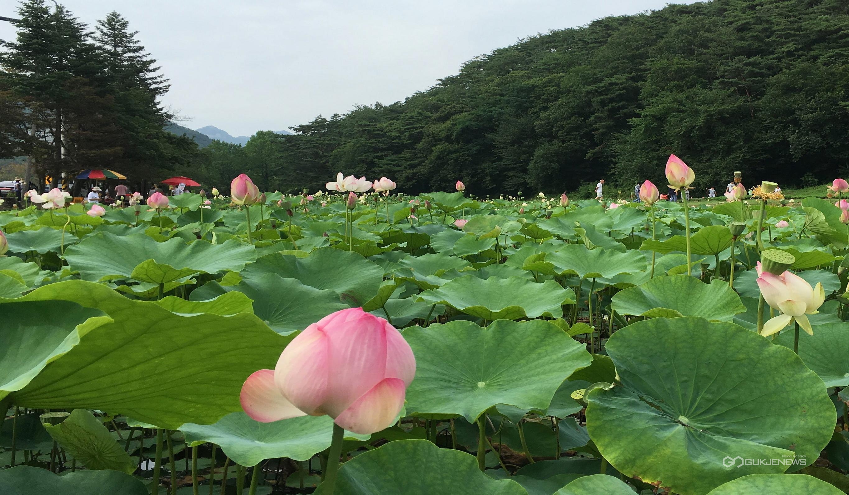 보은 속리산 연꽃단지