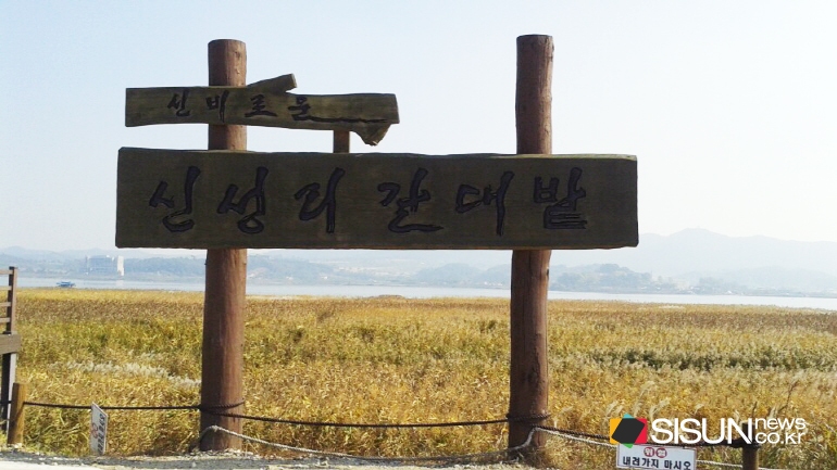 신성리 갈대밭