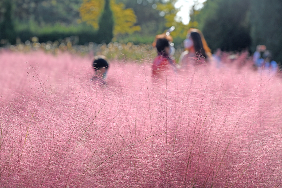 Jardin de fleurs sauvages Dream Park