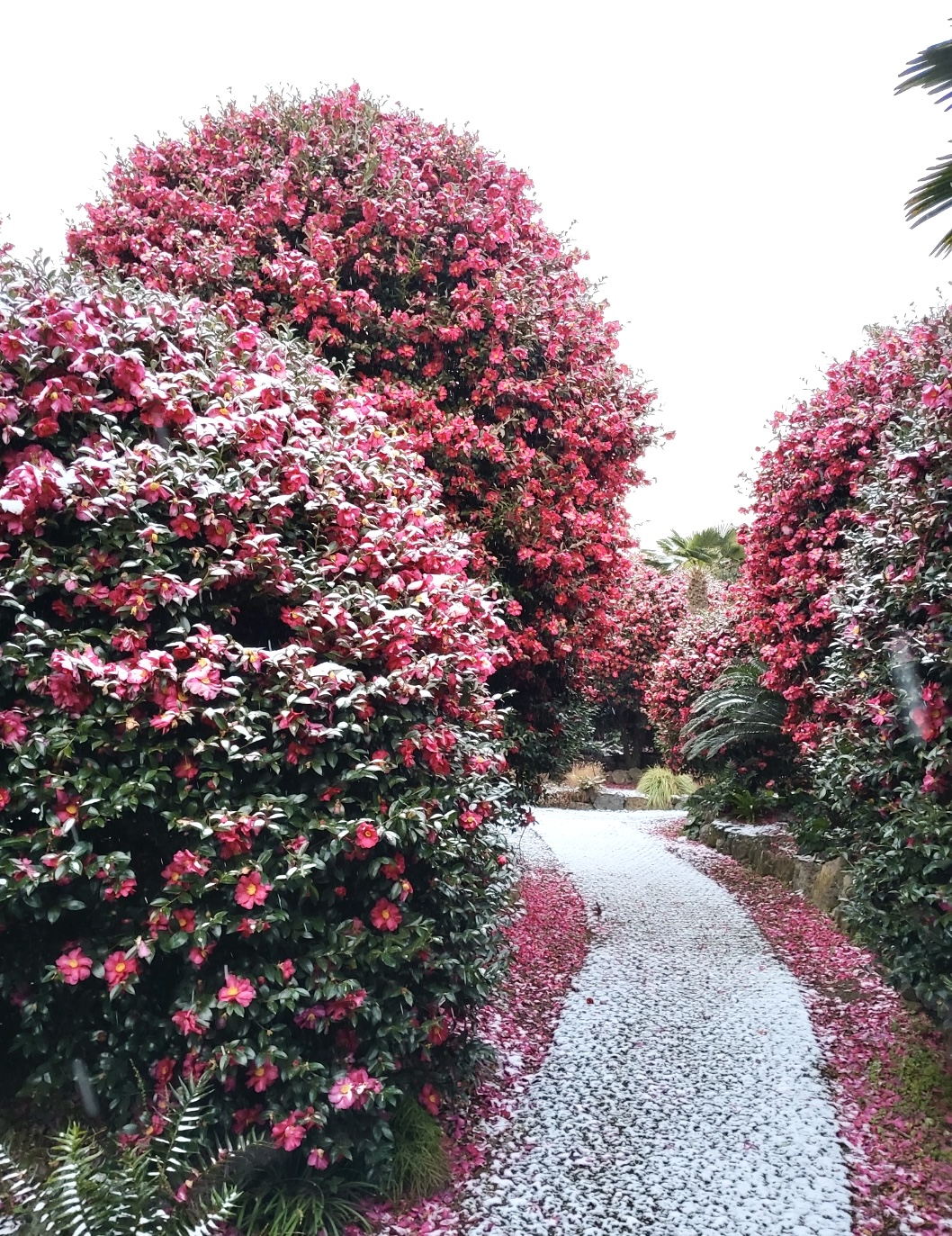 Jeju Camellia Arboretum