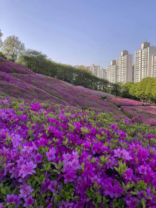 Royal Azalea Park