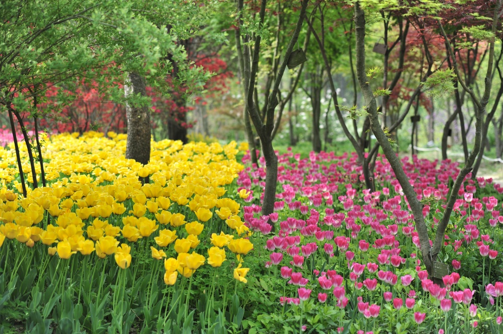 Hantaek Botanical Garden