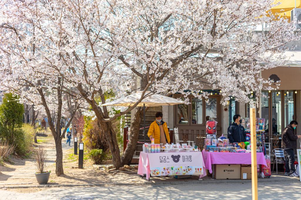 경기도 파주 헤이리 마을 계절 봄 가을