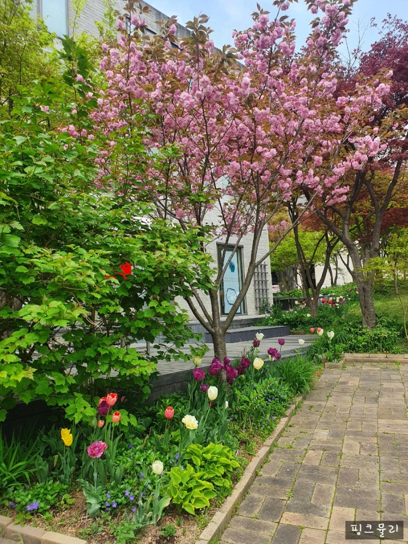 경기도 파주 헤이리 마을 벚꽃 단풍
