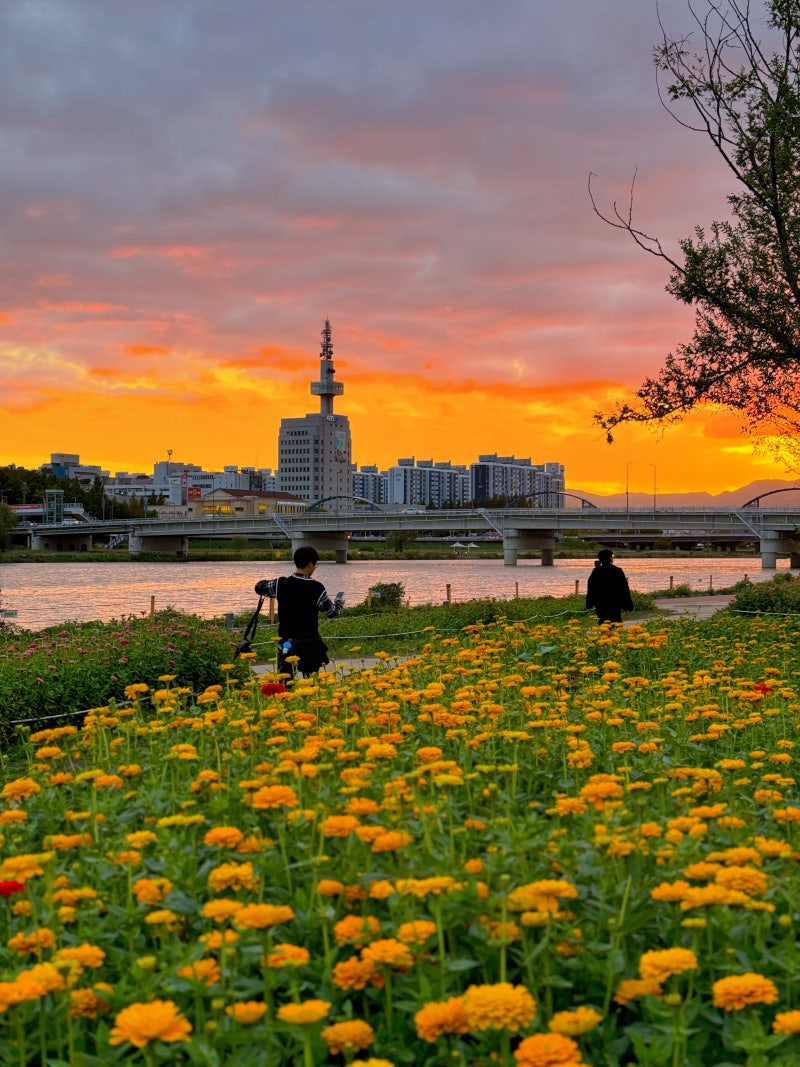 Daejeon Expo Science Park, Daejeon 벚꽃 단풍