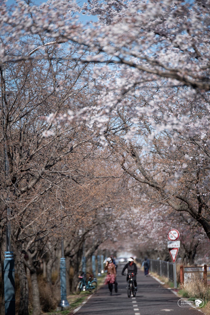 Daejeon Yuseong Oncheon-gil 벚꽃 단풍