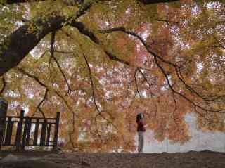 Daejeon Eunhaeng-dong 벚꽃 단풍