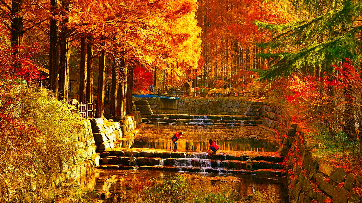 Jangtaesan Natural Recreation Forest in Daejeon: Metasequoia Walk