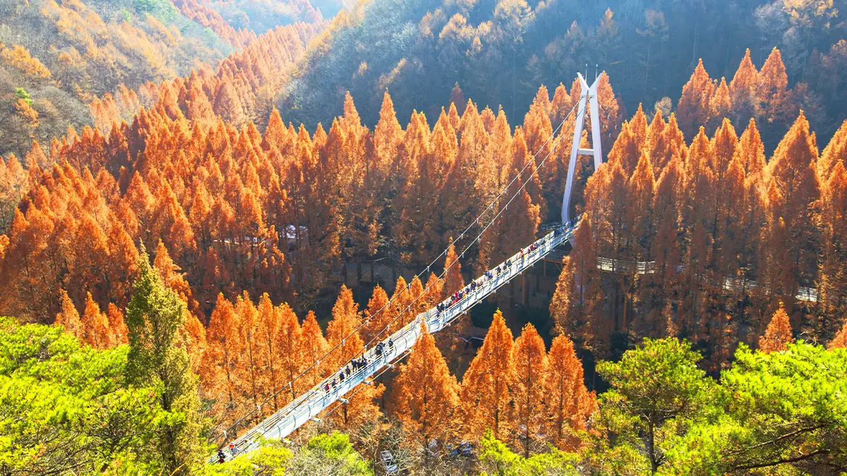 Daejeon Jangtaesan Natural Recreation Forest: Cherry Blossoms and Autumn Foliage