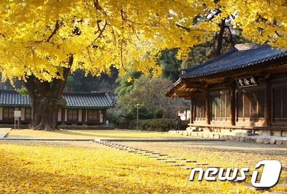 Jeonbuk Jeonju Hanok Village 벚꽃 단풍