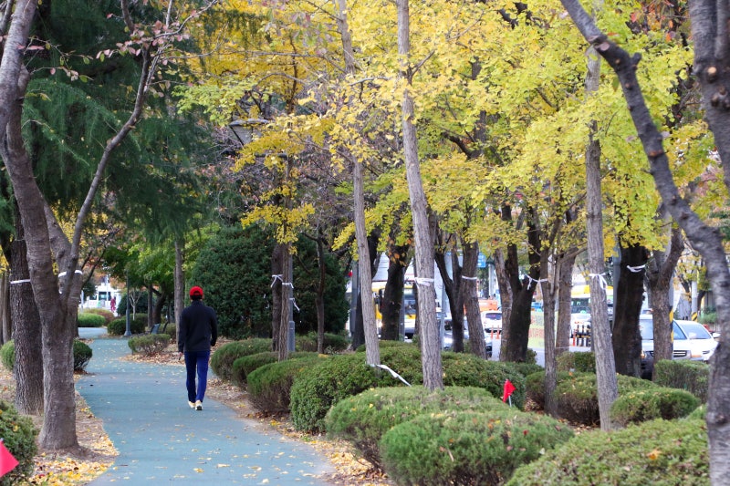 Gwangju Sangmu-district 계절 봄 가을