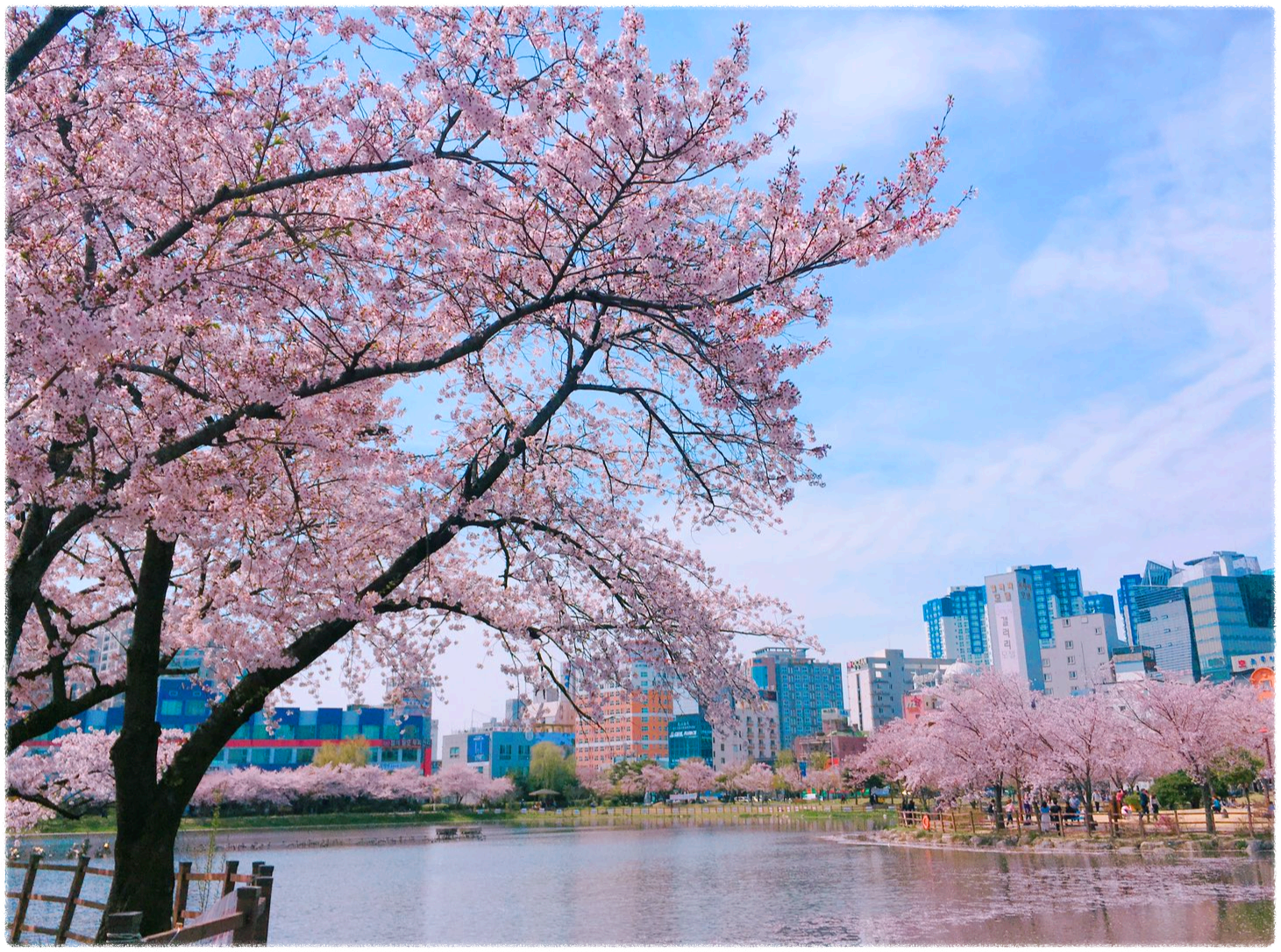 Gwangju Jeomdan District 벚꽃 단풍