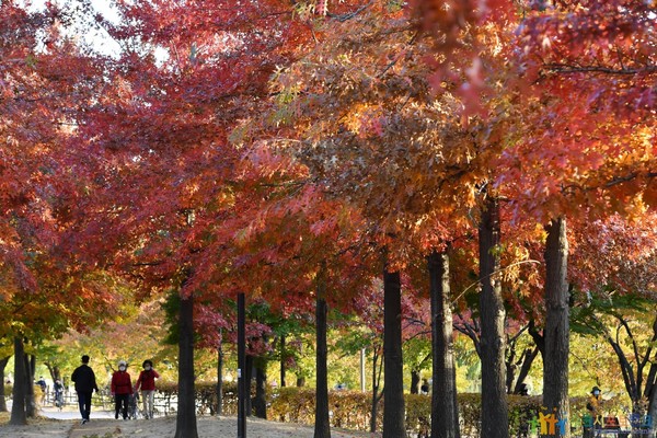 Hwaseong, Suwon, Gyeonggi-do 벚꽃 단풍