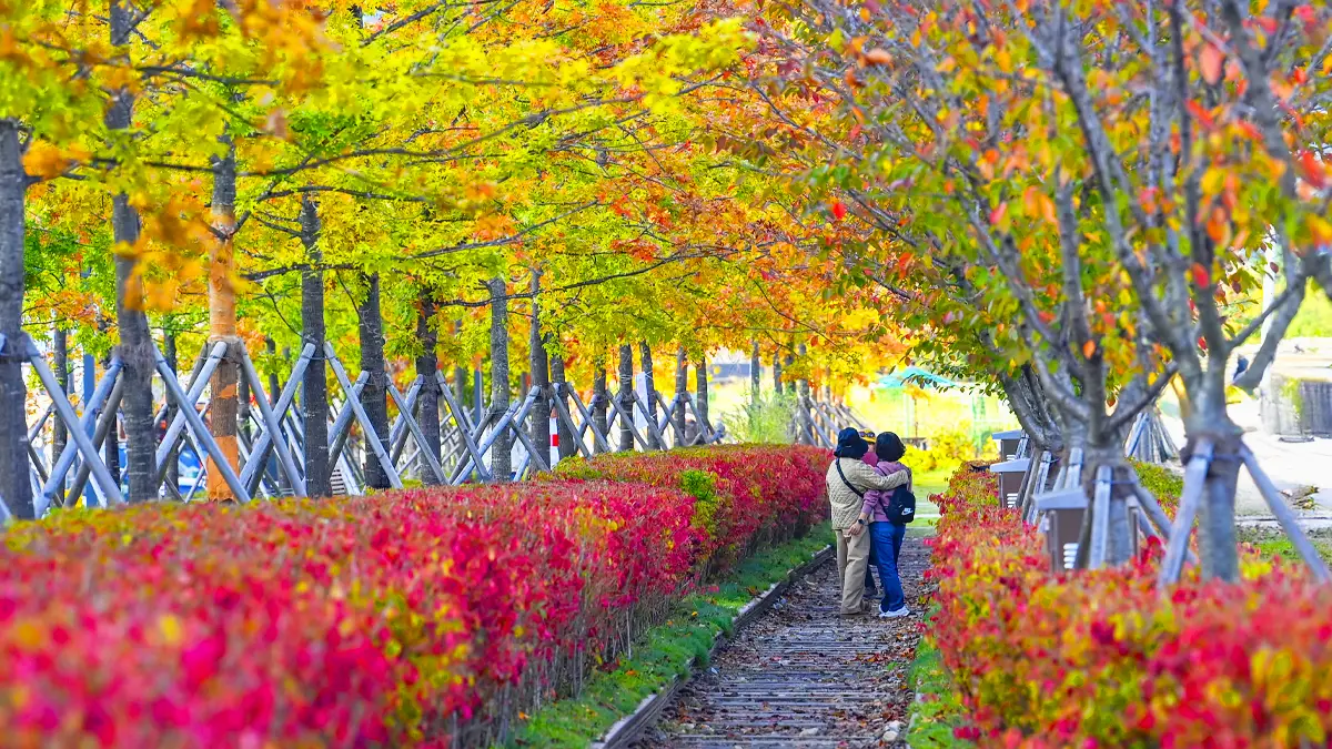 Gangwon-do Wonju Chiaksan 벚꽃 단풍