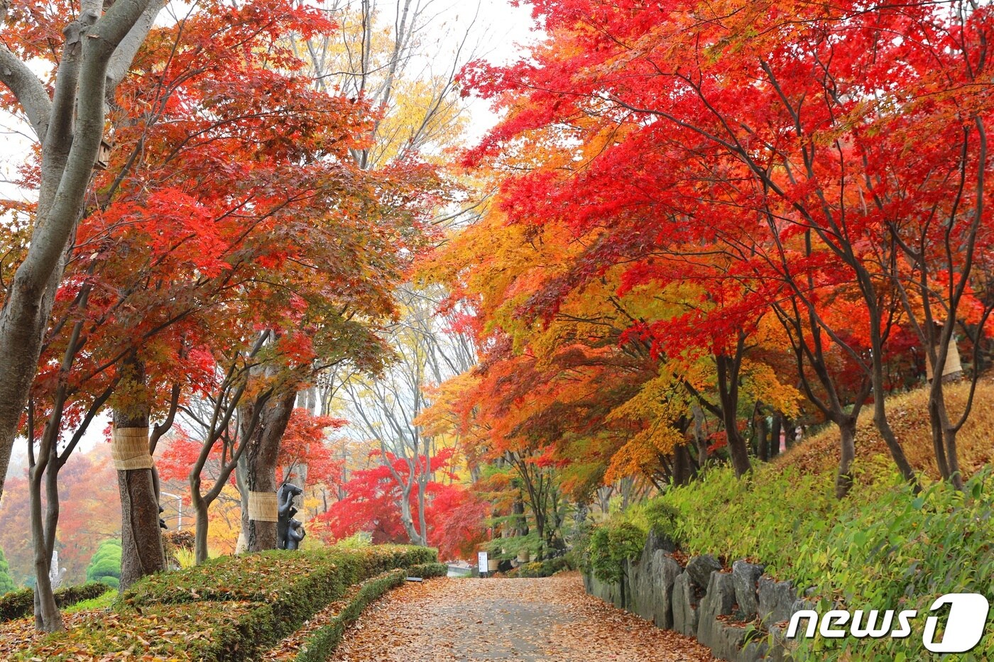 Sejong-si Bear Tree Park 벚꽃 단풍