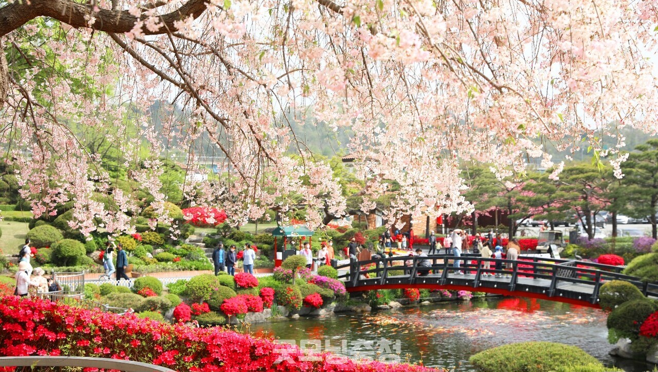 Sejong City Sejong Jungang Park 벚꽃 단풍