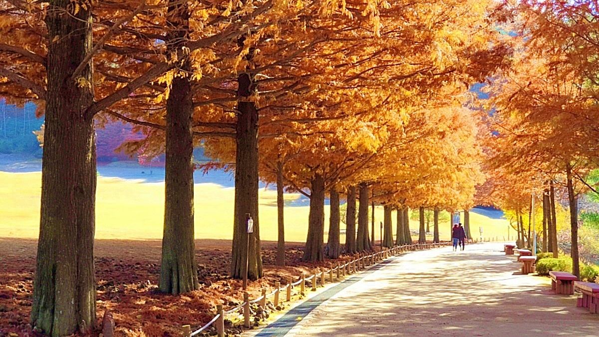 Chungcheongbuk-do Cheongju Cheongnamdae seasons spring and autumn
