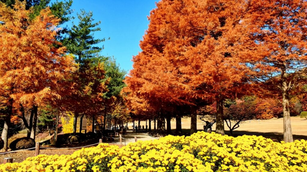 Chungcheongbuk-do Cheongju Cheongnamdae cherry blossoms and autumn foliage