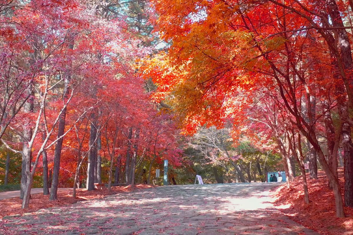 Chungnam Buyeo Gungnamji 벚꽃 단풍