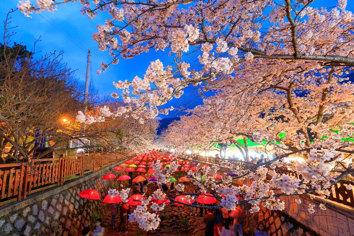 Busan, Busan, Beomil-dong, Chinatown cherry blossoms and fall foliage