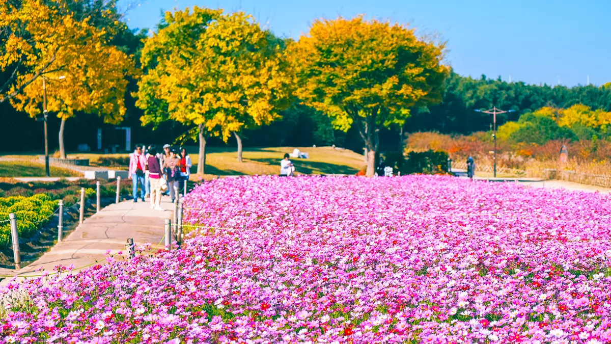 Ulsan Taehwagang Gukga Jeongwon 벚꽃 단풍