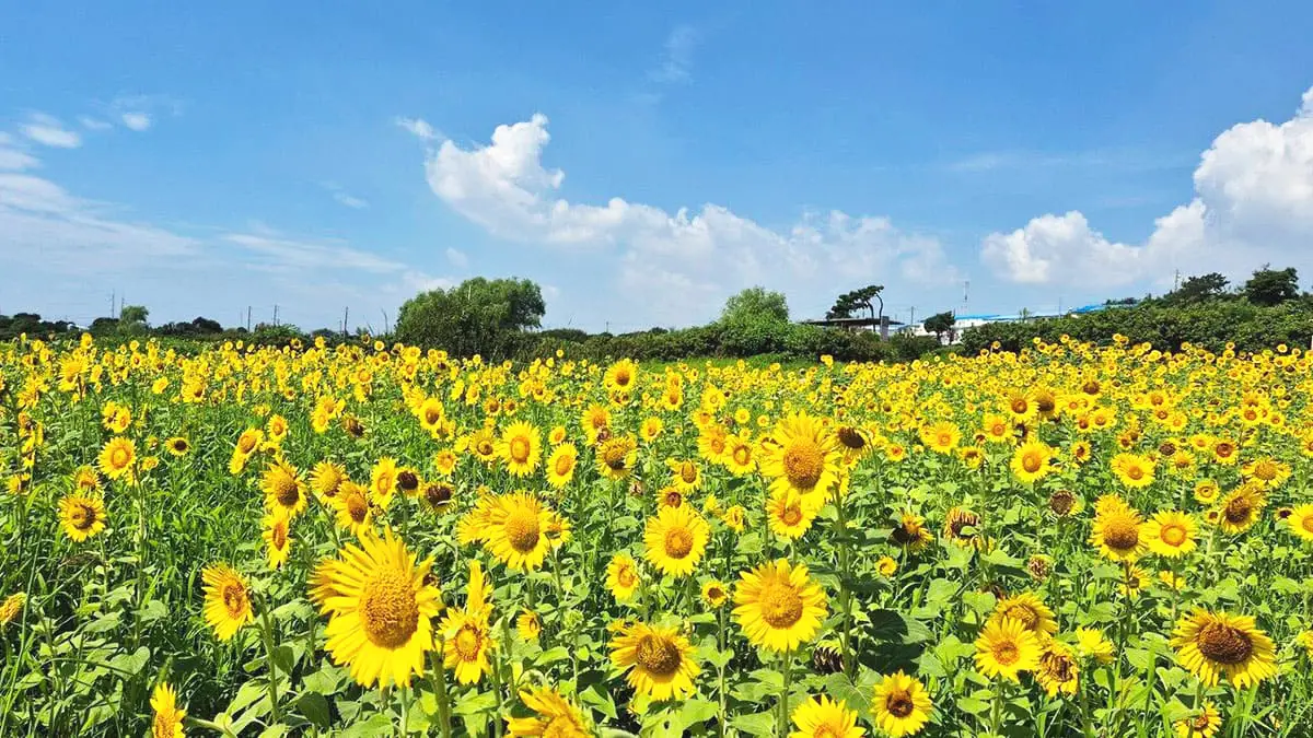 Ulsan Daewangam Park 계절 봄 가을