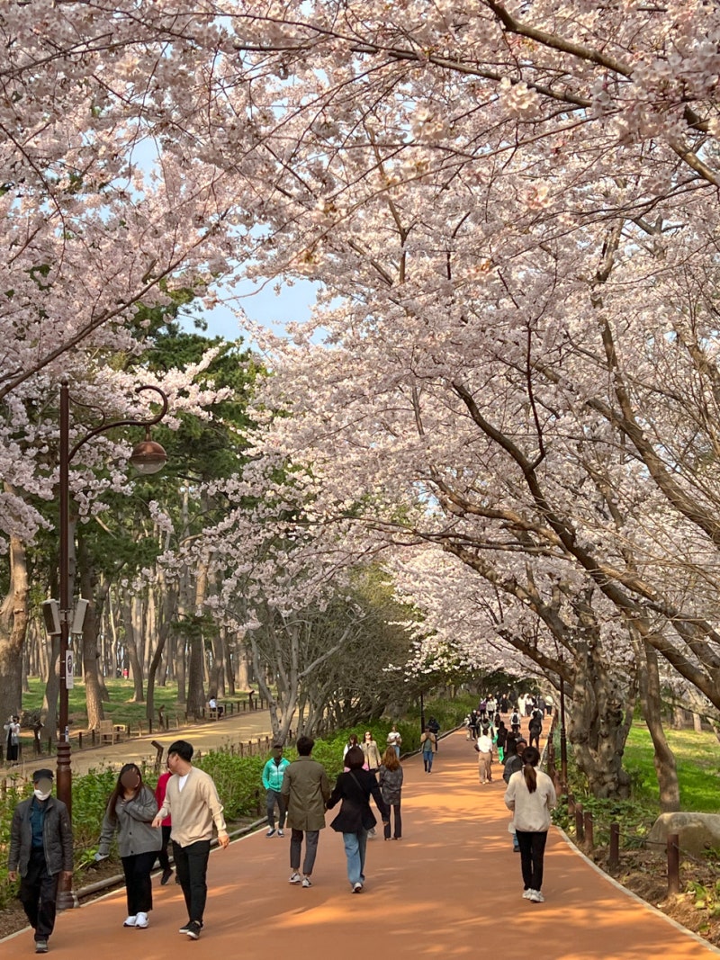 Ulsan Daewangam Park 벚꽃 단풍