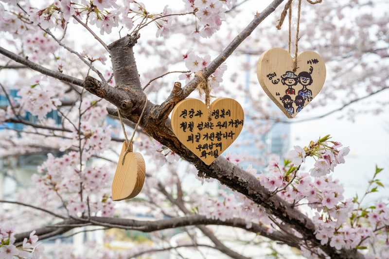 South Jeolla, Yeosu Expo Ocean Park: Cherry Blossoms and Fall Foliage