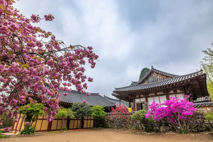 Jeonnam Suncheonman National Garden: Cherry Blossoms and Autumn Foliage