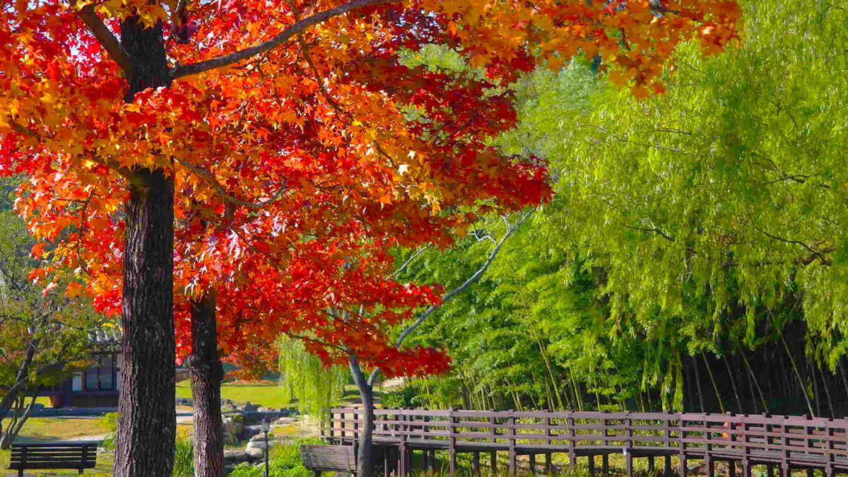 Juknokwon, Damyang, Jellanam-do: spring and autumn seasons
