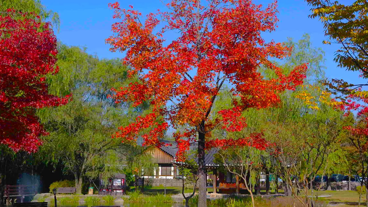 Juknokwon, Damyang, Jellanam-do: cherry blossoms and fall foliage