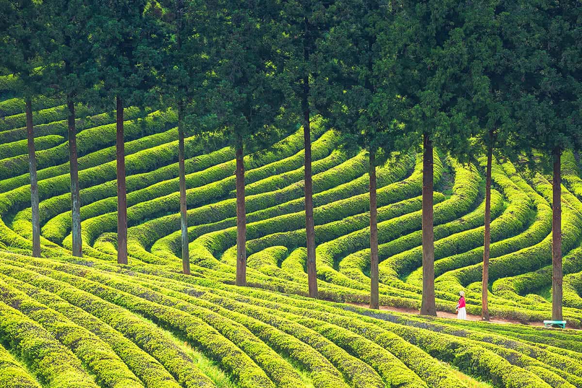 Jeonnam Boseong Green Tea Fields 명소 볼거리