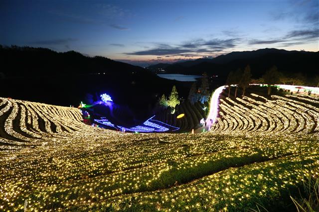 Jeonnam Boseong Green Tea Fields 야경