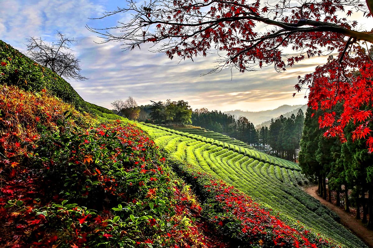Jeonnam Boseong Green Tea Fields 벚꽃 단풍