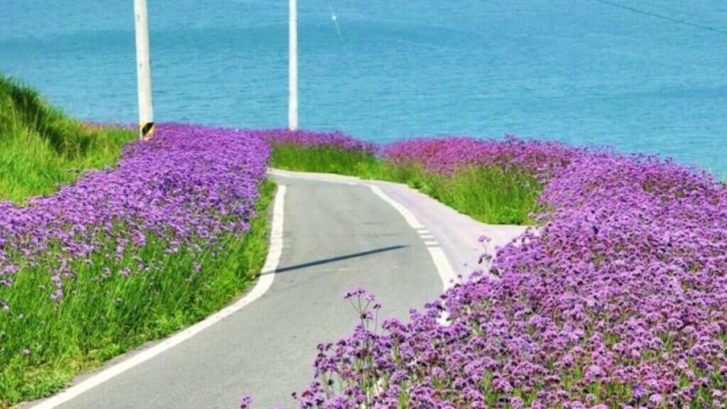 Jeonnam Sinan Purple Island 계절 봄 가을