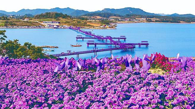 Jeonnam Sinan Purple Island 벚꽃 단풍
