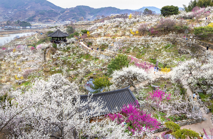 Gwangyang Maehwa Village in Jeonnam, spring plum blossoms