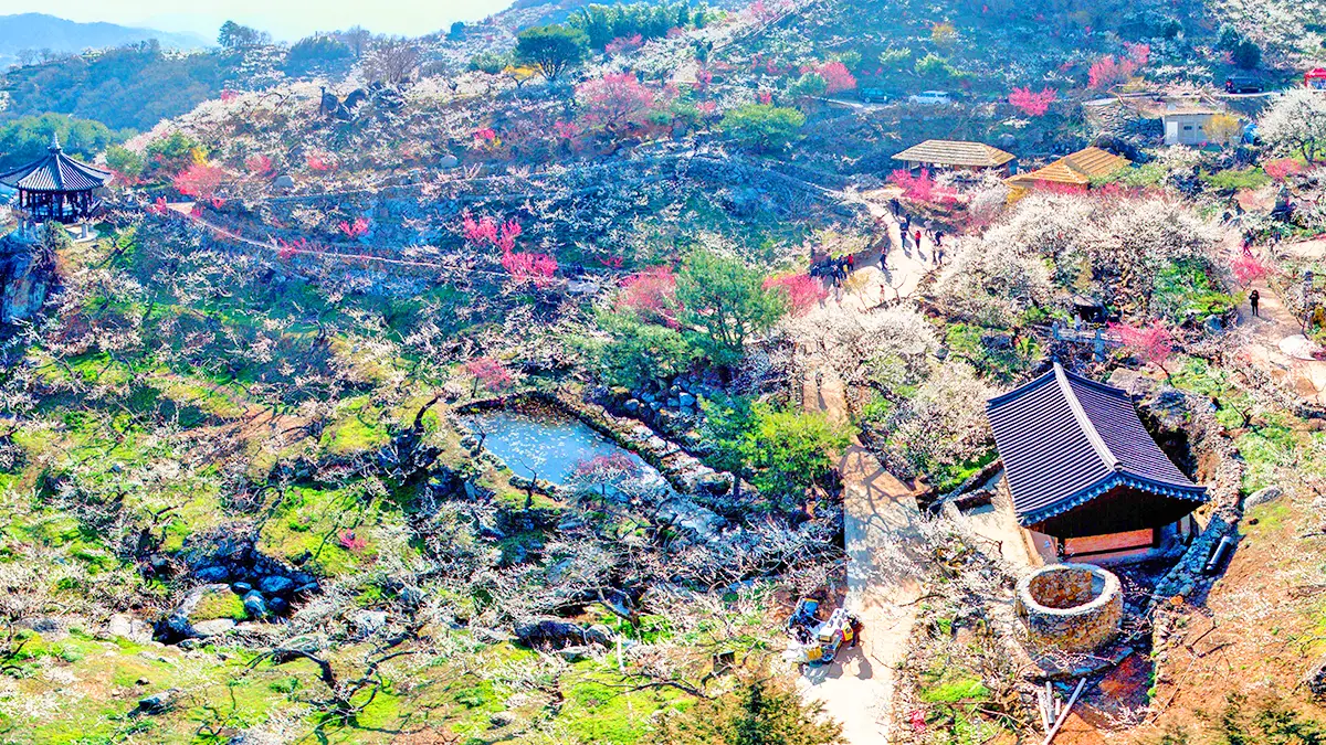 Maehwa Village in Gwangyang, Jeollanam-do 계절 봄 가을