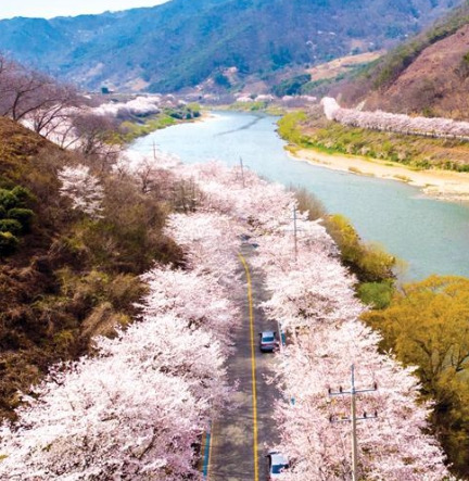 Maehwa Village in Gwangyang, Jeollanam-do 벚꽃 단풍