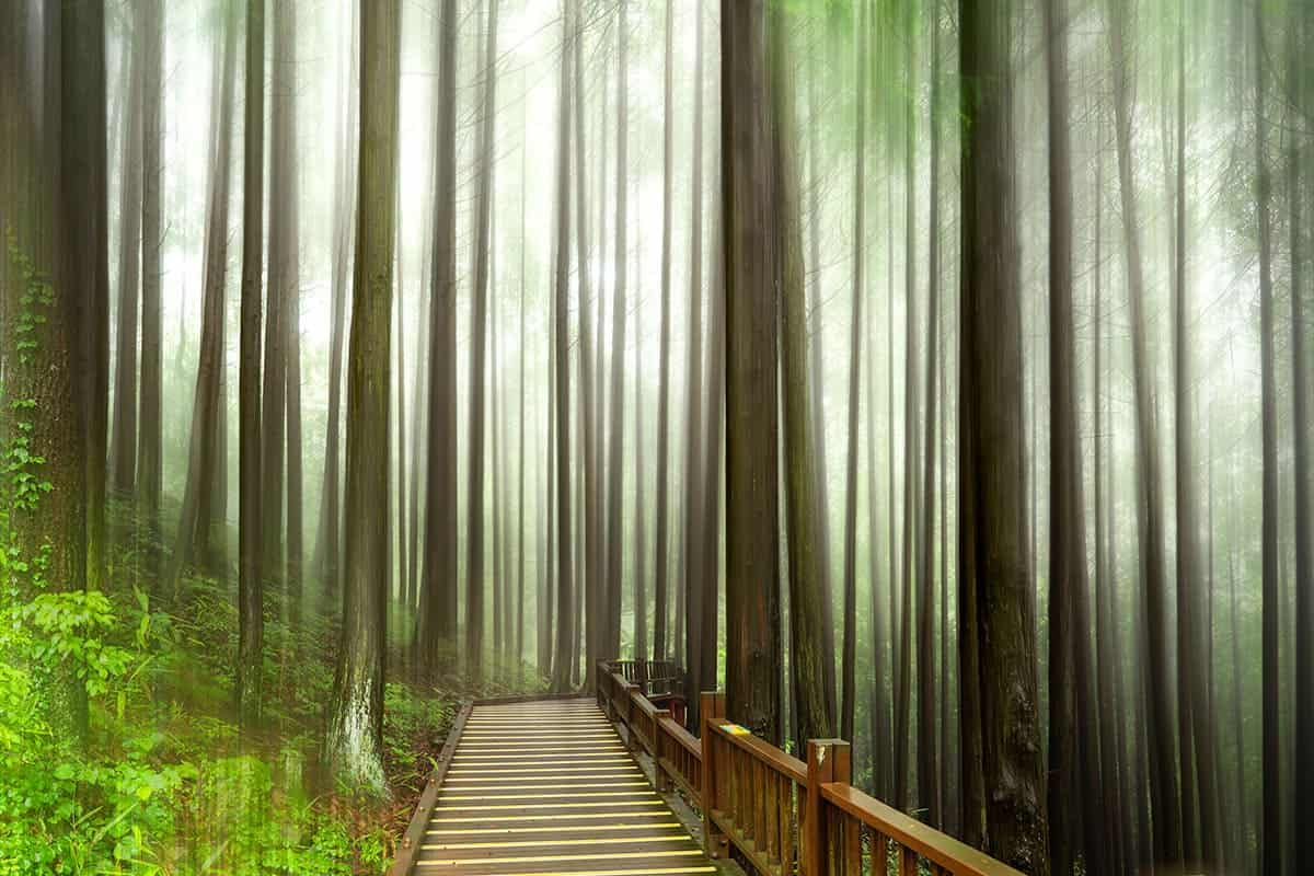 Jeollanam-do Jangheung Jeongnamjin Hinoki Forest 명소 볼거리