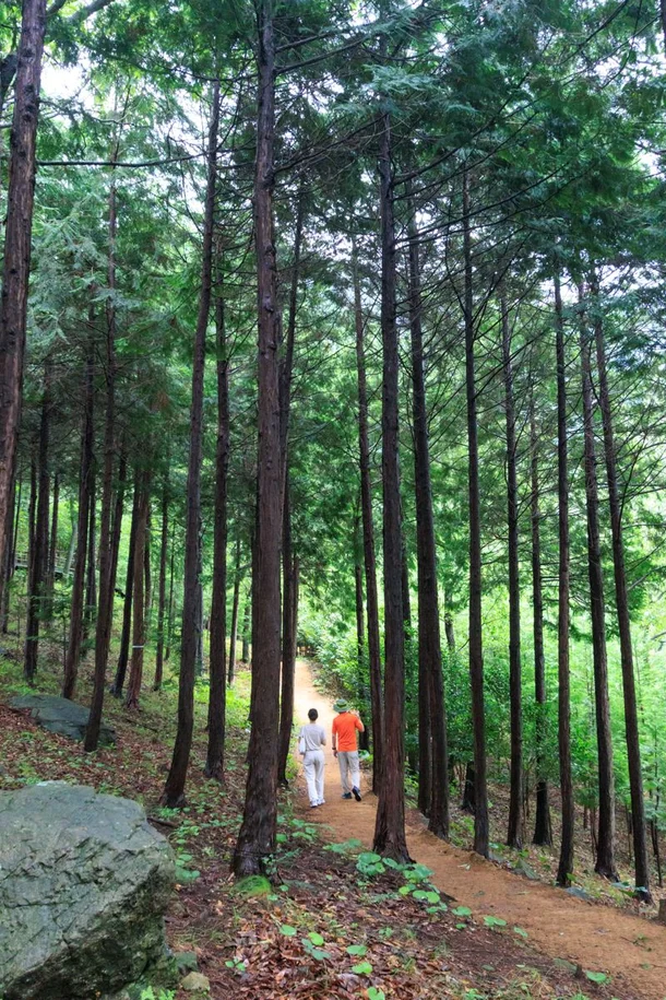 Jeollanam-do Jangheung Jeongnamjin Hinoki Forest 계절 봄 가을