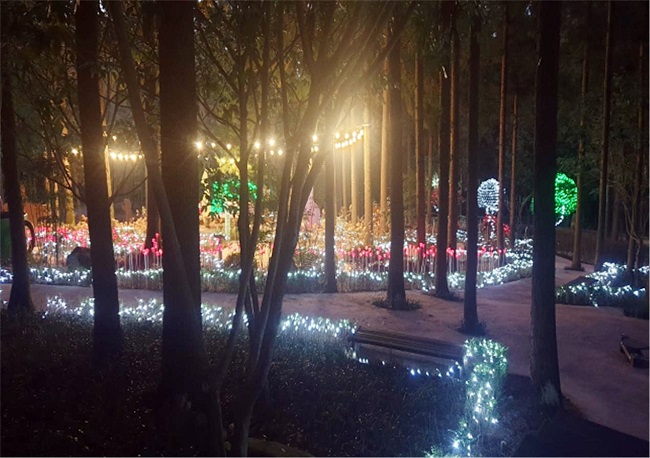 Jeollanam-do Jangheung Jeongnamjin Hinoki Forest 야경