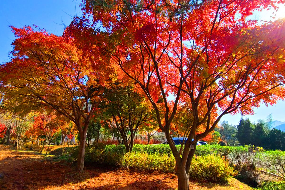Jeollanam-do Jangheung Jeongnamjin Hinoki Forest 벚꽃 단풍