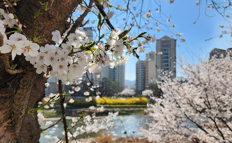 Jeonju Jeonju Gaeopni-gil 벚꽃 단풍