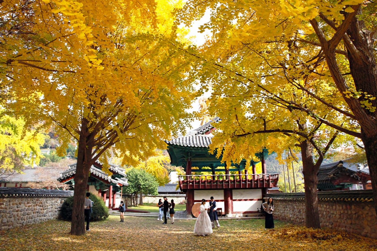 Jeonju Jeonju Pungnammun 벚꽃 단풍