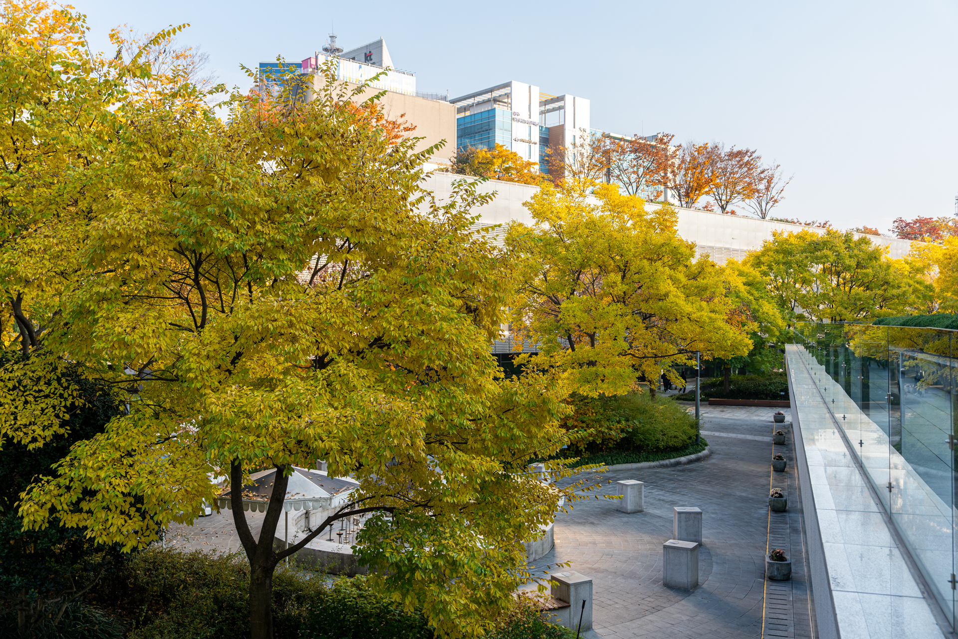 Gwangju National Asia Culture Center 벚꽃 단풍