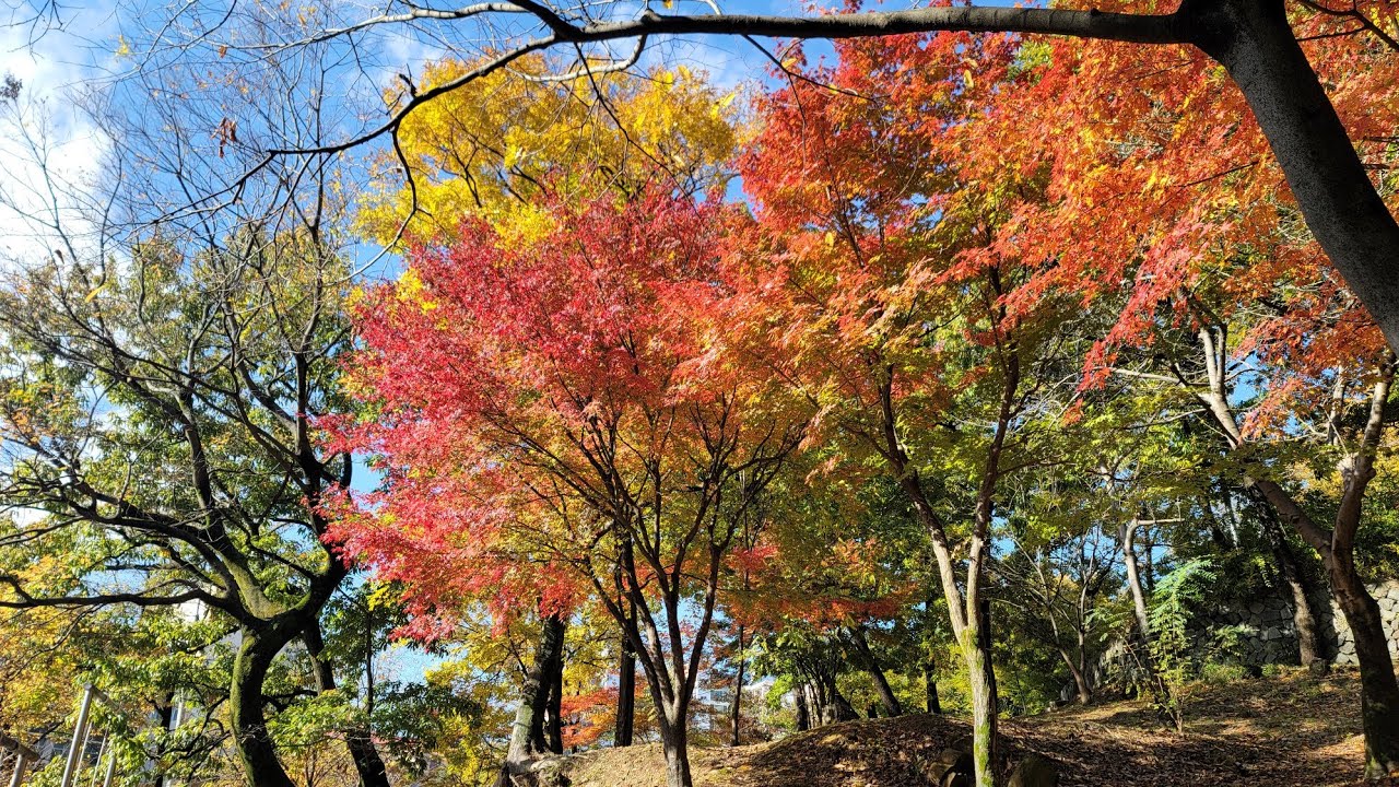 Gwangju Sajik Park Observation Deck 벚꽃 단풍