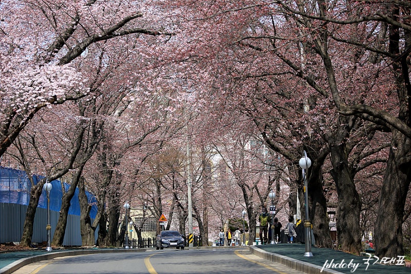 Jeonbuk Gunsan Modern History Street 벚꽃 단풍