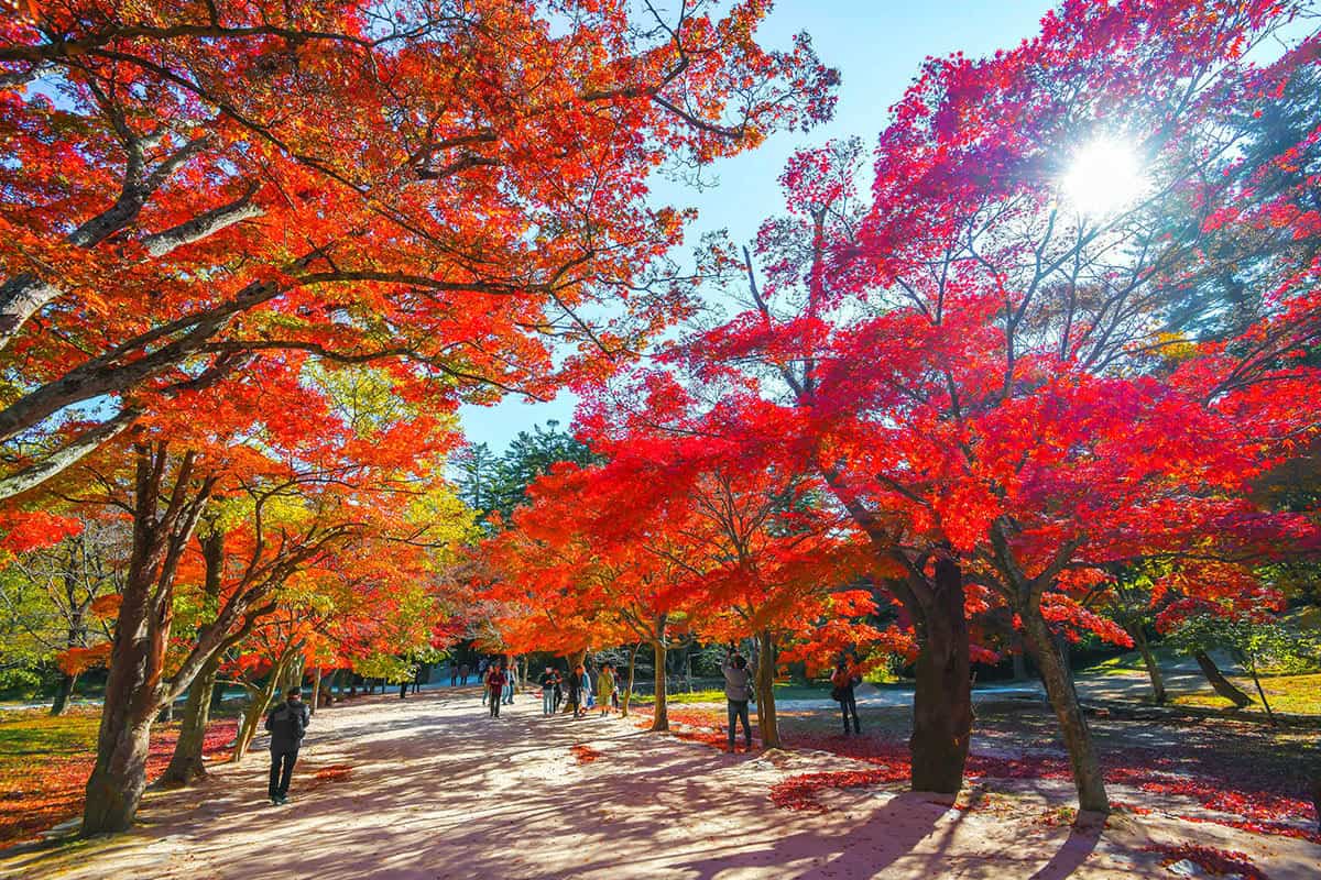 Jeonbuk Buan Byeonsan Peninsula 벚꽃 단풍