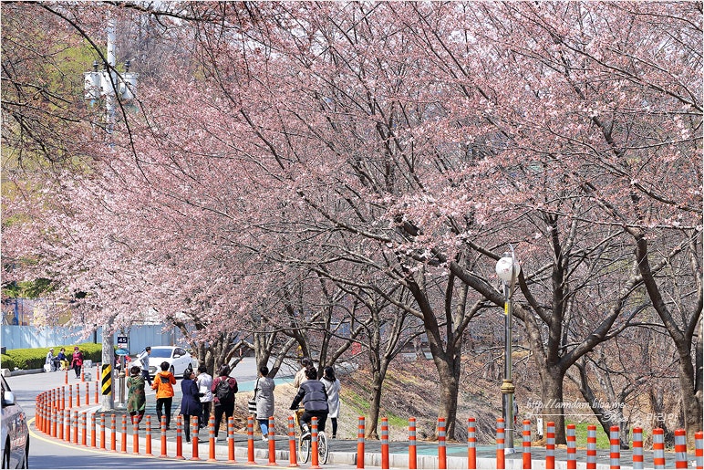 Jeonbuk Gunsan Saemangeum Seawall 벚꽃 단풍